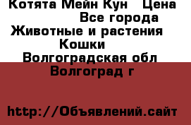 Котята Мейн Кун › Цена ­ 15 000 - Все города Животные и растения » Кошки   . Волгоградская обл.,Волгоград г.